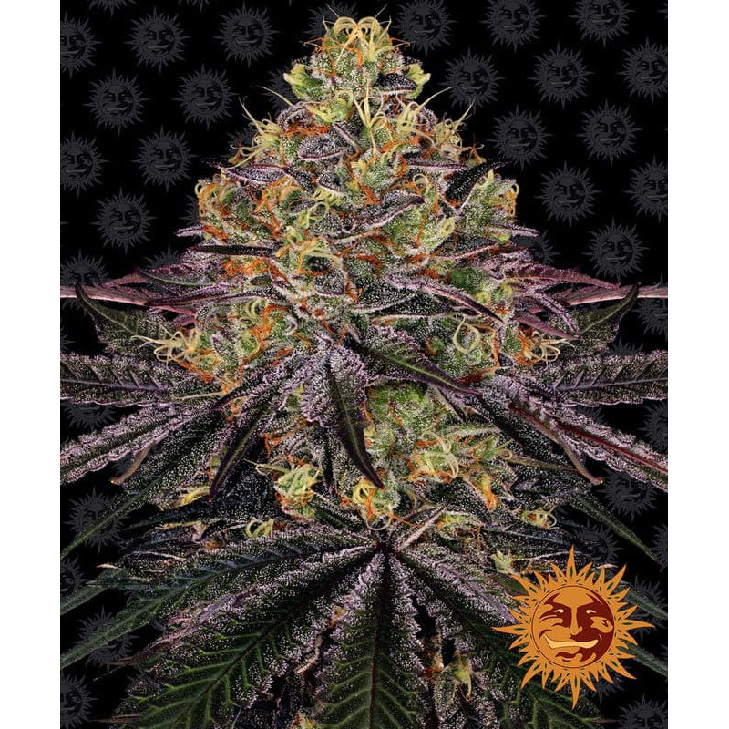 Watermelon Zkittlez - Barney's Farm Watermelon Zkittlez - Barney's Farm