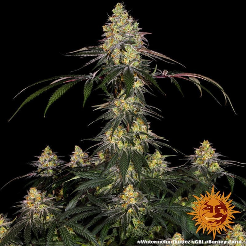 Watermelon Zkittlez - Barney's Farm Watermelon Zkittlez - Barney's Farm