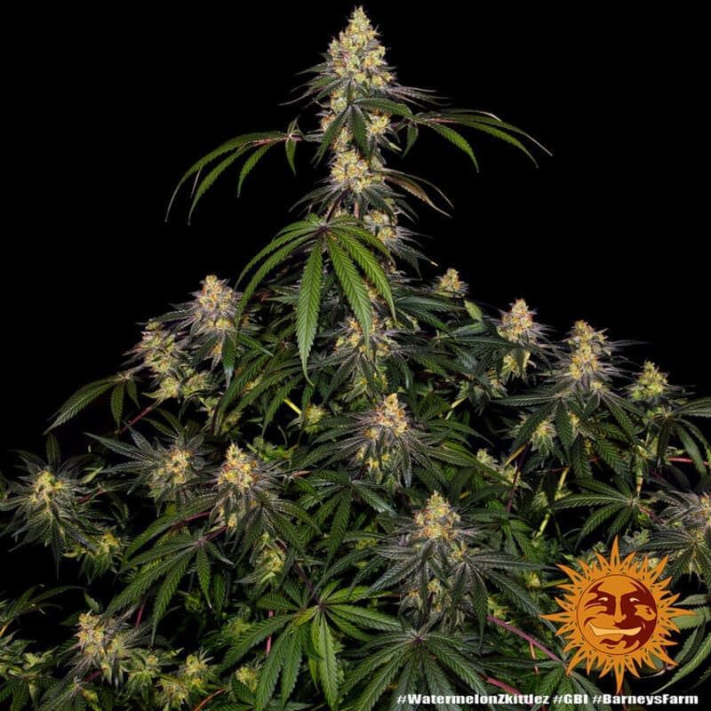 Watermelon Zkittlez - Barney's Farm Watermelon Zkittlez - Barney's Farm