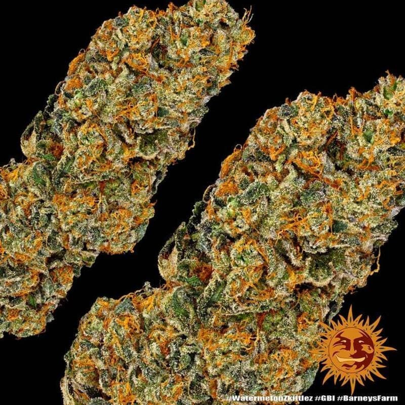Watermelon Zkittlez - Barney's Farm Watermelon Zkittlez - Barney's Farm