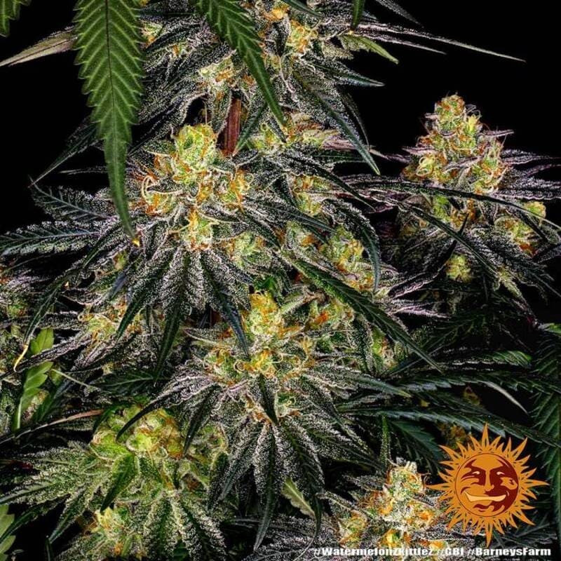 Watermelon Zkittlez - Barney's Farm Watermelon Zkittlez - Barney's Farm