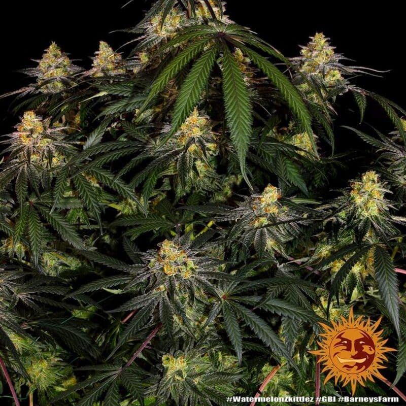 Watermelon Zkittlez - Barney's Farm Watermelon Zkittlez - Barney's Farm