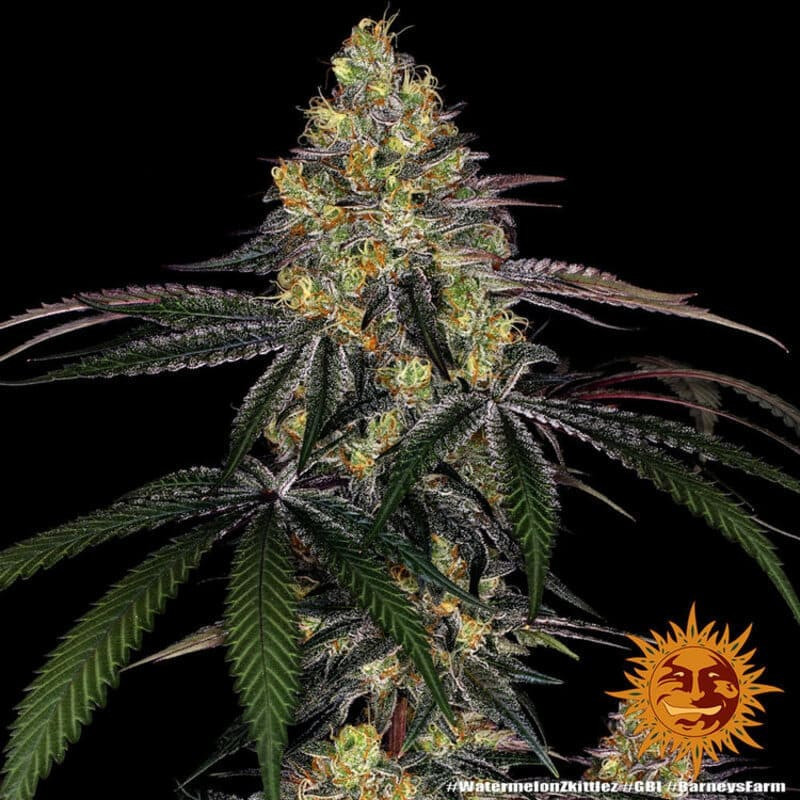 Watermelon Zkittlez - Barney's Farm Watermelon Zkittlez - Barney's Farm