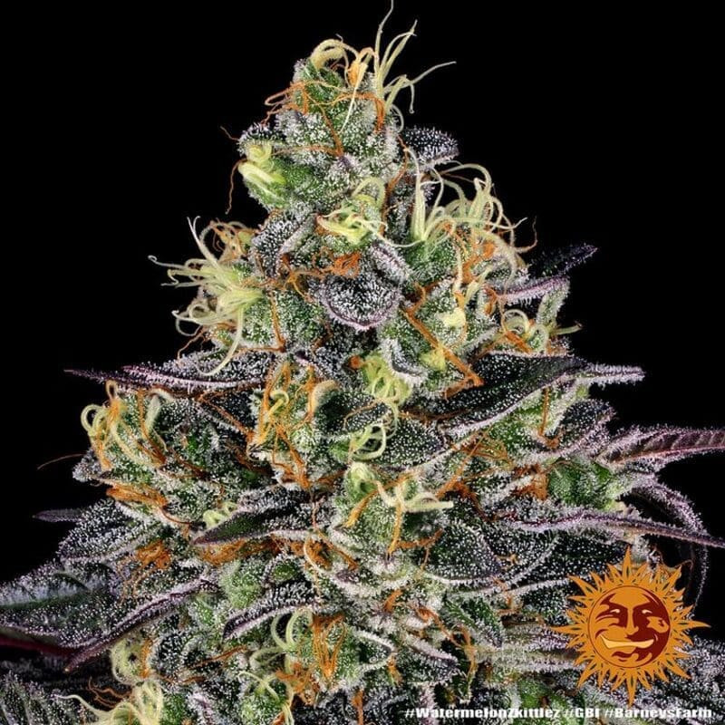Watermelon Zkittlez - Barney's Farm Watermelon Zkittlez - Barney's Farm