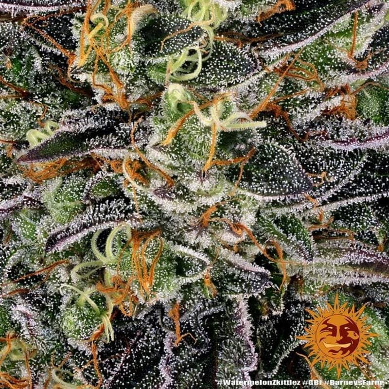 Watermelon Zkittlez - Barney's Farm Watermelon Zkittlez - Barney's Farm