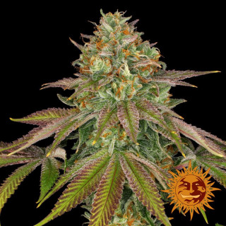 Wedding Cake - Barney's Farm