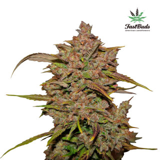 Crystal Meth - Autofloraison - FastBuds