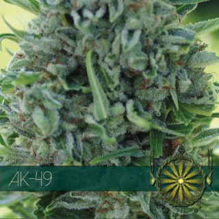 AK 49 - Féminisée - Vision Seeds | ROOTS-SEEDS.FR