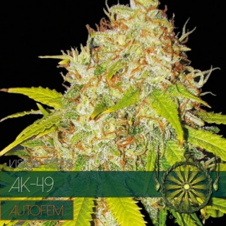 AK-49 - Autofloraison - Vision Seeds | ROOTS-SEEDS.FR