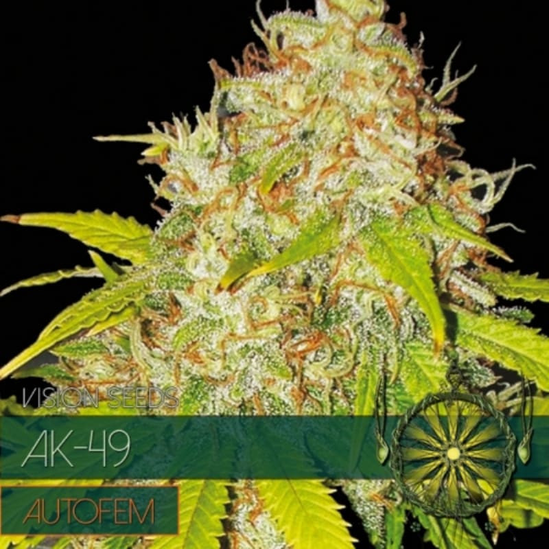 AK-49 - Autofloraison - Vision Seeds | ROOTS-SEEDS.FR