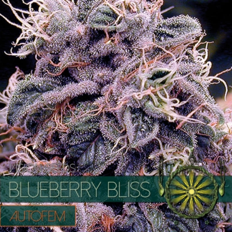 Blueberrry Bliss - Autofloraison - Vision Seeds | ROOTS-SEEDS.FR
