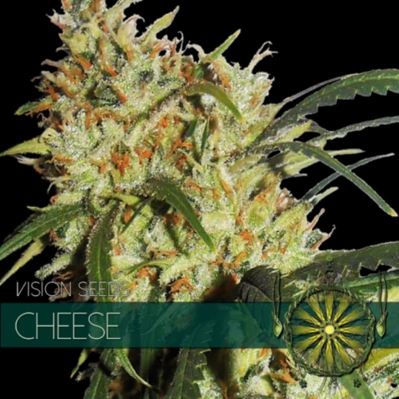 Cheese vision seeds féminisée Graines de Collection