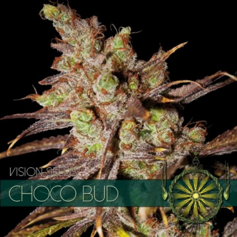 Choco bud vision seeds féminisée Graines de Collection