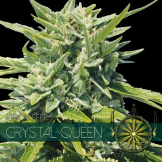 Crystal Queen - Féminisée - Vision Seeds | ROOTS-SEEDS.FR