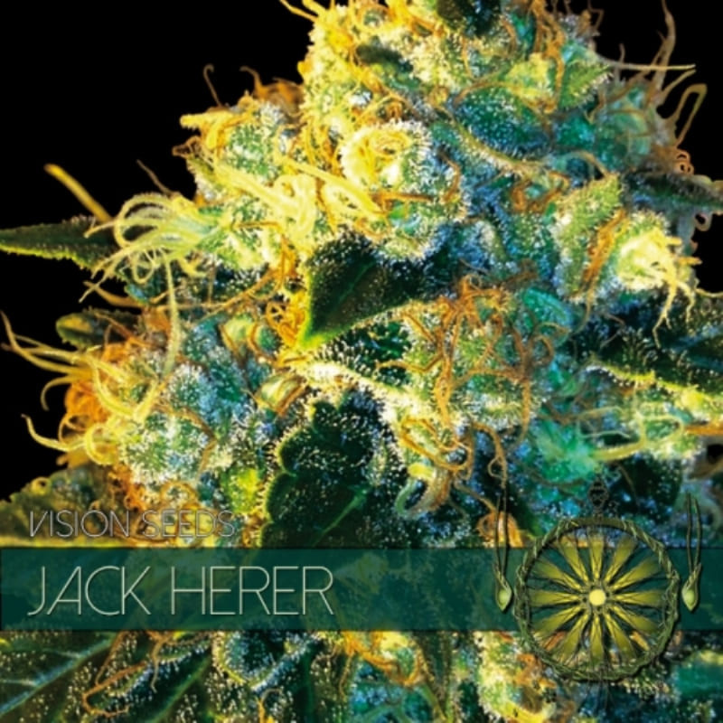 Jack herer - Féminisée - Vision Seeds | ROOTS.SEEDS.FR