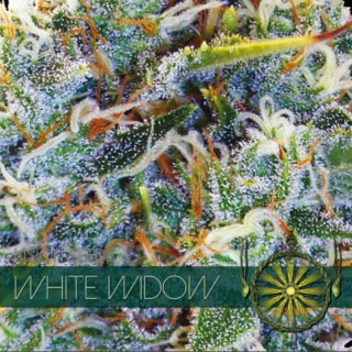 White widow féminisée vision seeds Graines de Collection