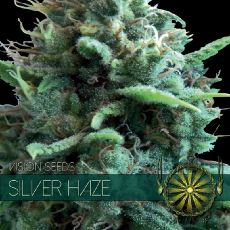 Silver haze - Féminisée - Vision Seeds | ROOTS-SEEDS.FR