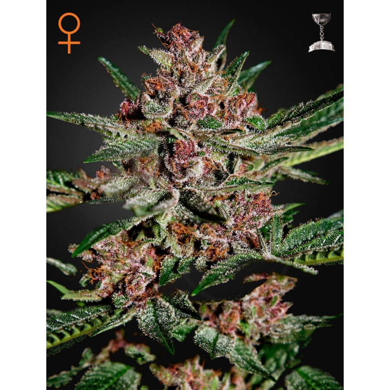 Bubba kush féminisée green house seeds Graines de Collection Bubba kush féminisée green house seeds Graines de Collection