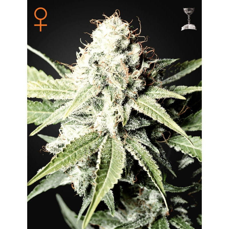Great white shark green house seeds Graines de Collection Great white shark green house seeds Graines de Collection