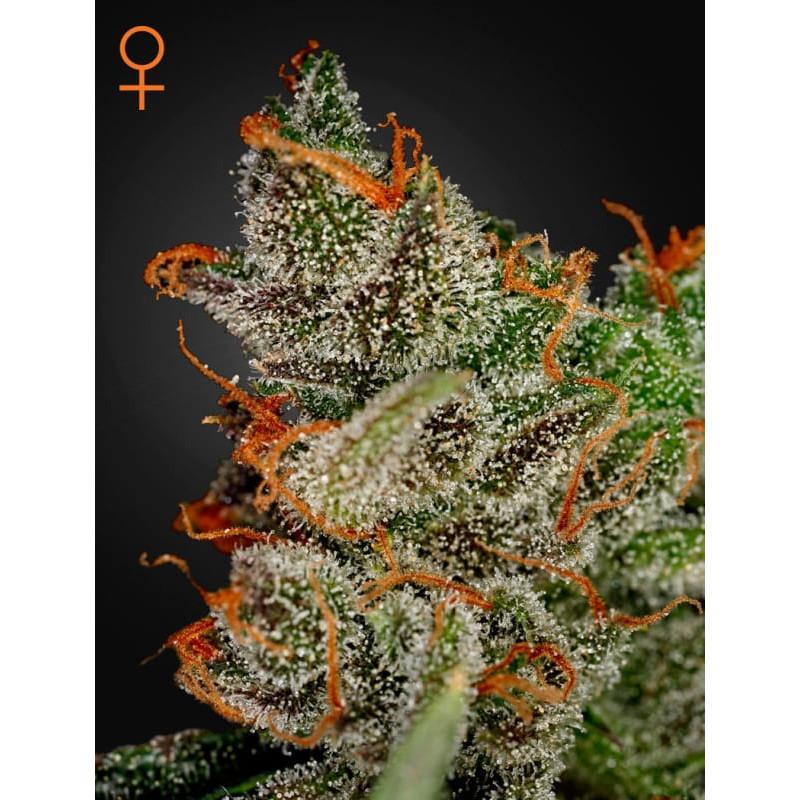King's kush green house seeds Graines de Collection King's kush green house seeds Graines de Collection