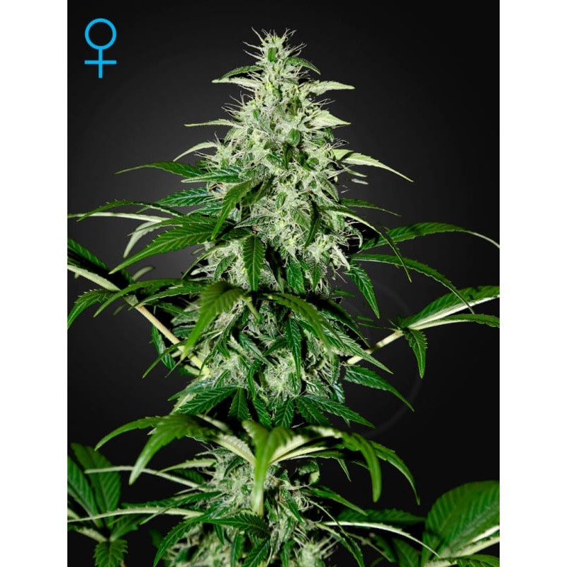 Kalashnikova auto greenhouse seeds Graines de Collection Kalashnikova auto greenhouse seeds Graines de Collection