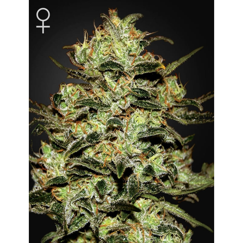Moby dick green house seeds féminisée Graines de Collection Moby dick green house seeds féminisée Graines de Collection