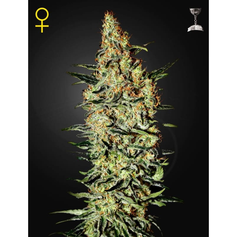 Neville's haze greenhouse seeds féminisée Graines de Collection Neville's haze greenhouse seeds féminisée Graines de Collection