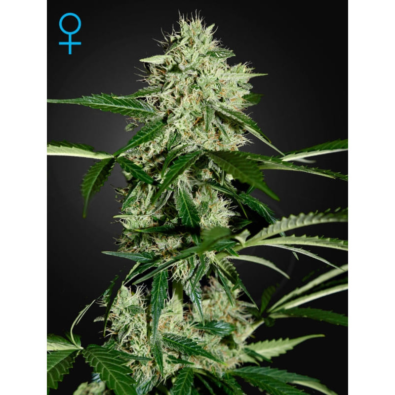 Northern light auto green house seeds Graines de Collection Northern light auto green house seeds Graines de Collection