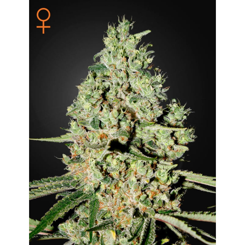 Super critical green house seeds féminisée Graines de Collection Super critical green house seeds féminisée Graines de Collection
