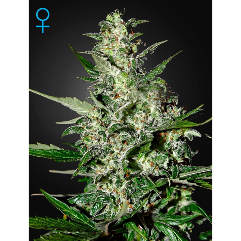 Super critical auto green house seeds Graines de Collection Super critical auto green house seeds Graines de Collection