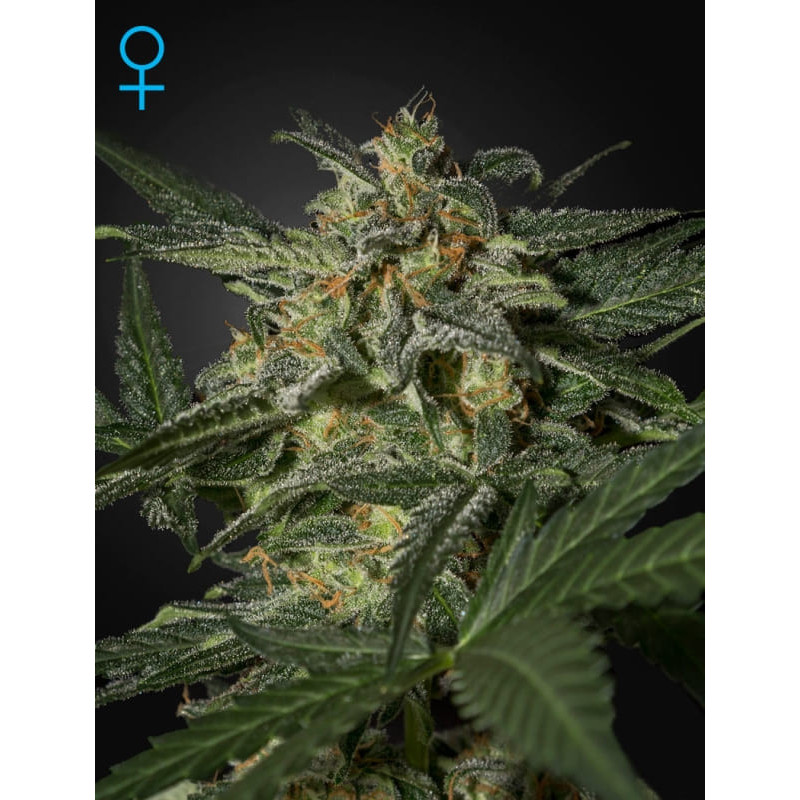 White widow auto green house seeds Graines de Collection White widow auto green house seeds Graines de Collection