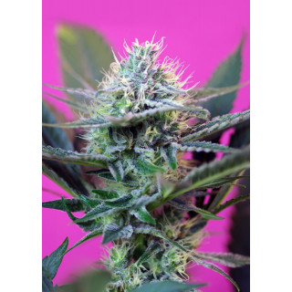 +Speed Autofloraison - Sweet Seeds