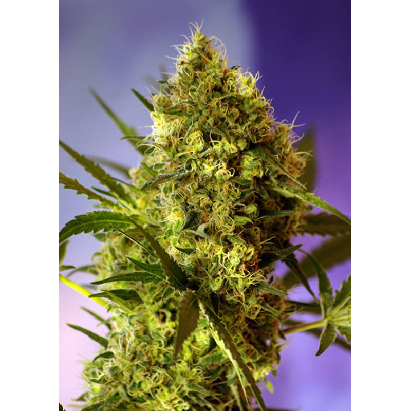 Big Devil - Autofloraison - Sweet Seeds