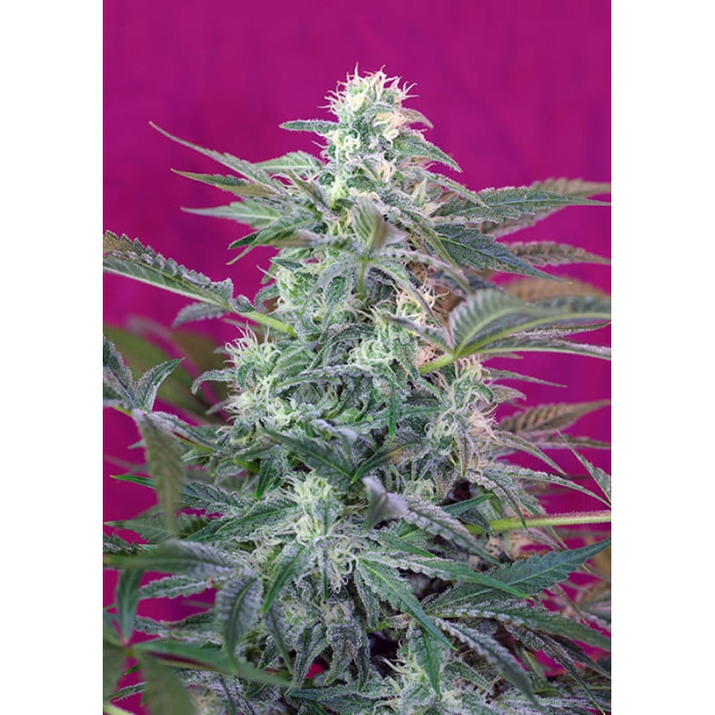 Big Foot - Féminisée - sweet seeds - Graines de Collection Big Foot - Féminisée - sweet seeds - Graines de Collection