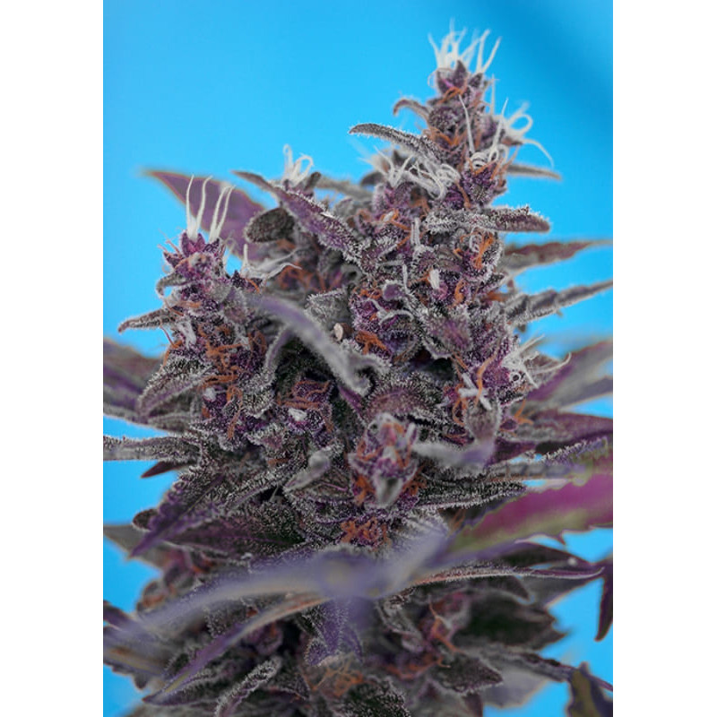 Black Cream Auto - Sweet Seeds - Graines de Collection Black Cream Auto - Sweet Seeds - Graines de Collection