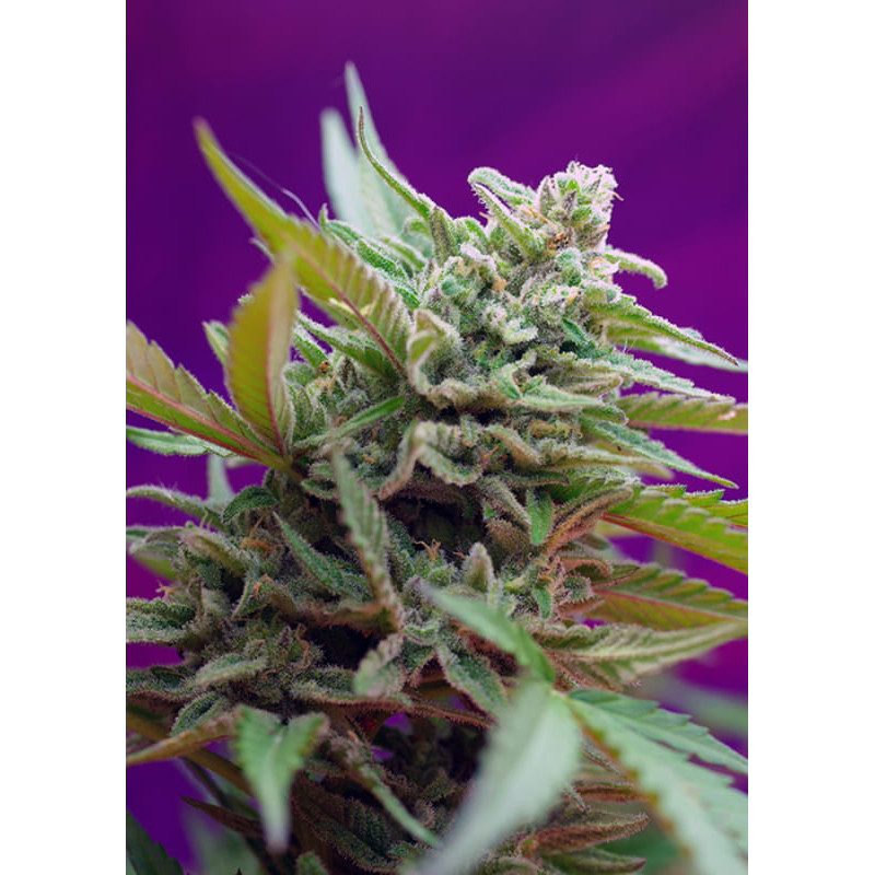 Black Jack Auto - Sweet Seeds - Graines de Collection Black Jack Auto - Sweet Seeds - Graines de Collection
