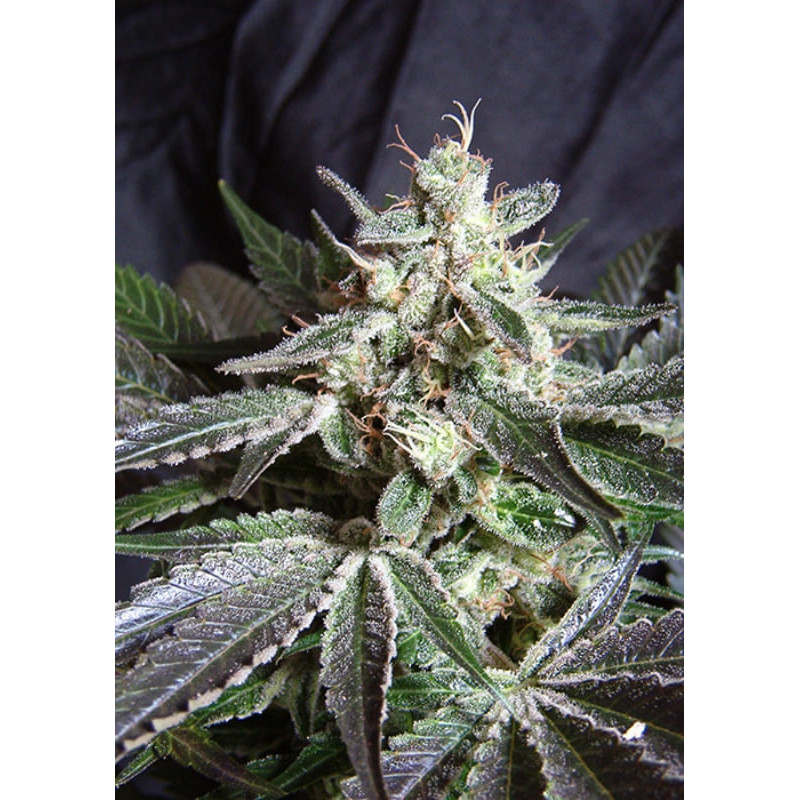 Black jack F1 Fast Version - Féminisée - Sweet seeds - Graines de Collection Black jack F1 Fast Version - Féminisée - Sweet seeds - Graines de Collection