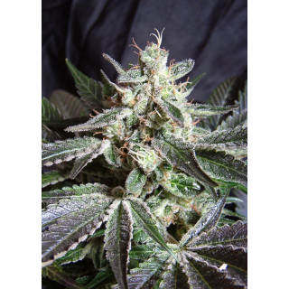 Black Jack - Feminisée - Sweet seeds