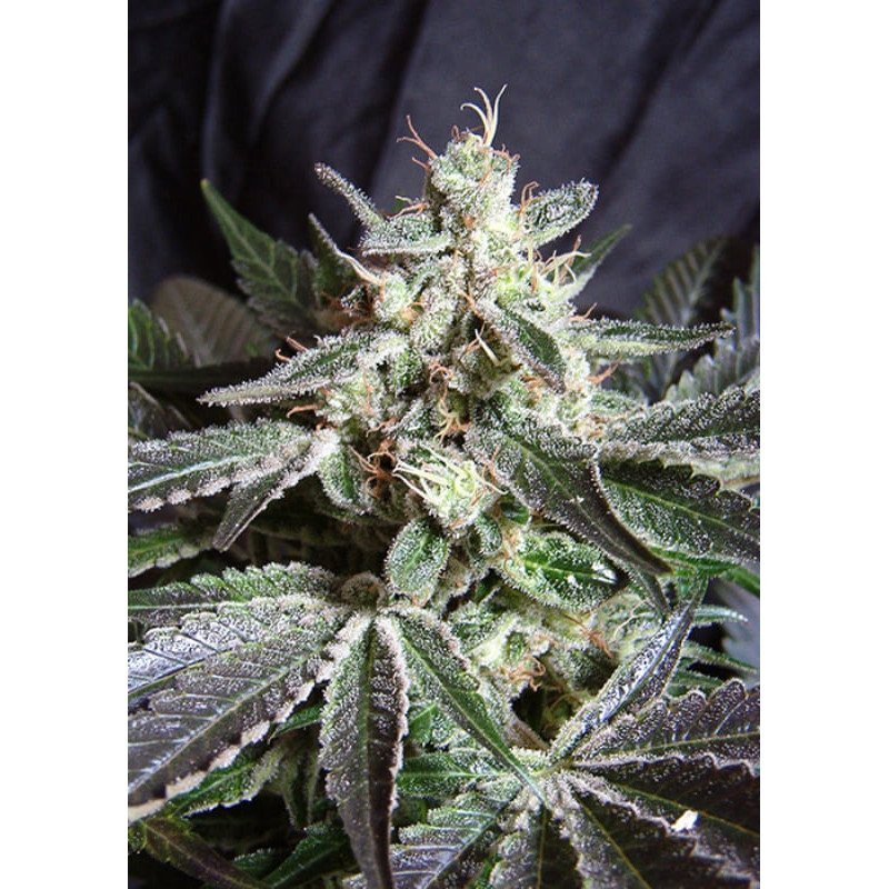 Black Jack - Feminisée - Sweet seeds - Graines de Collection Black Jack - Feminisée - Sweet seeds - Graines de Collection