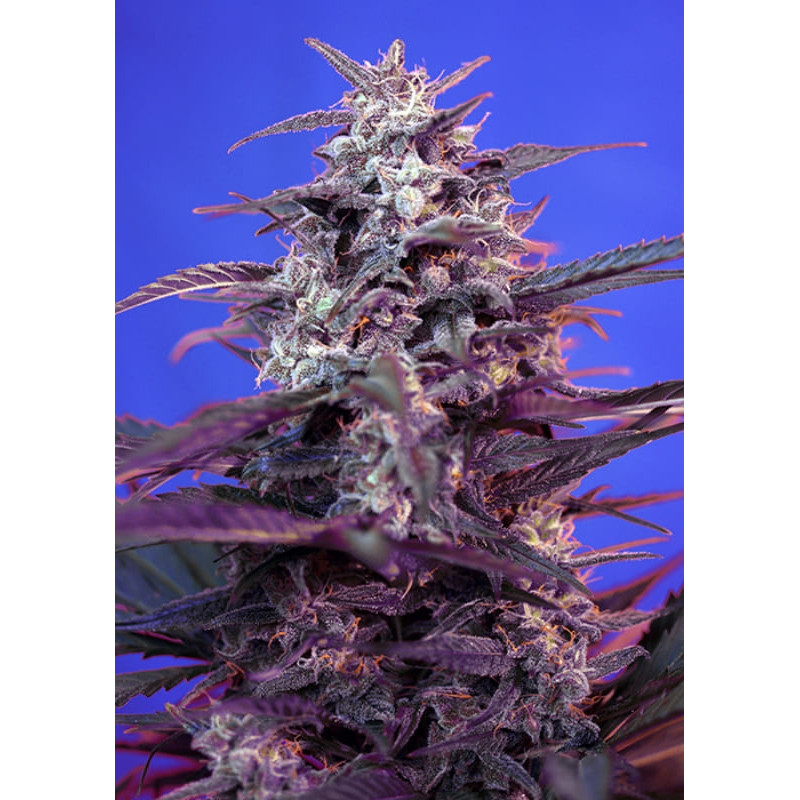 Bloody Skunk - Autofloraison- Sweet Seeds