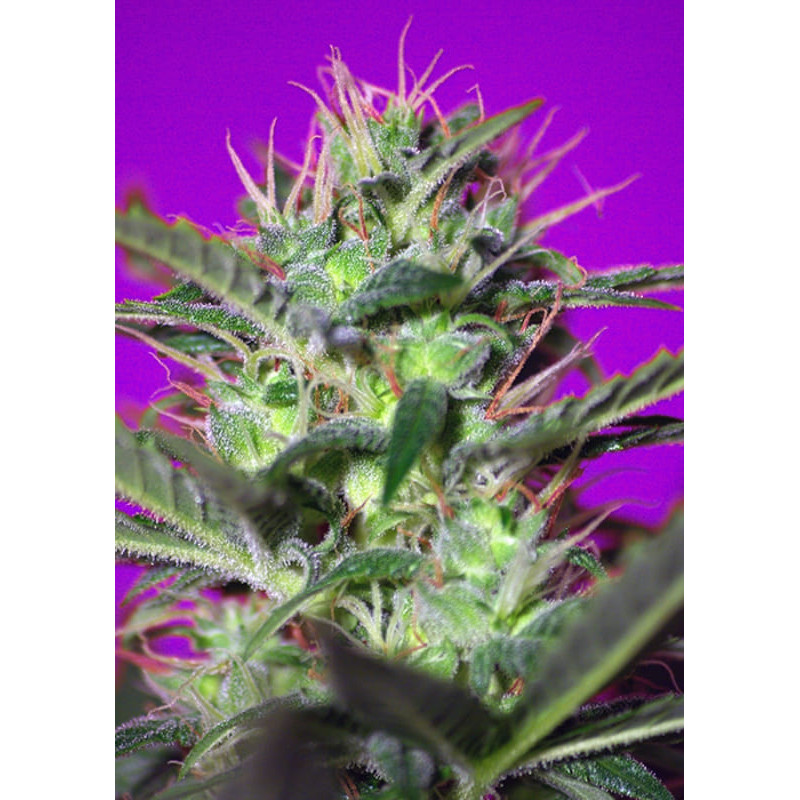 Botafumeiros - Feminisée - Sweet Seeds
