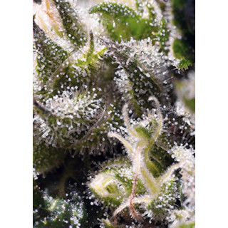 Cream Caramel -  Autofloraison - Sweet Seeds