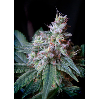 Cream Caramel F1 Fast Version - Féminisée - Sweet Seeds