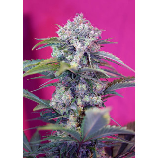 Cream Mandarine - Autofloraison - Sweet Seeds