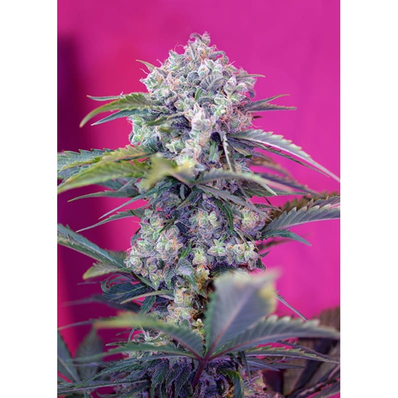 Cream Mandarine - Autofloraison - Sweet Seeds
