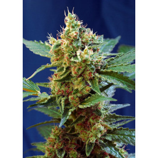 Cream Mandarine XL - Autofloraison - Sweet Seeds