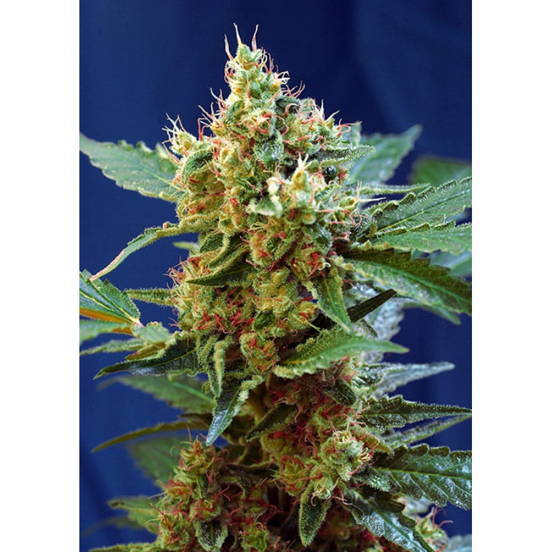 Cream Mandarine XL - Autofloraison - Sweet Seeds