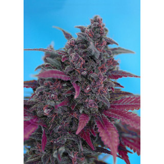 Dark Devil - Autofloraison - Sweet Seeds