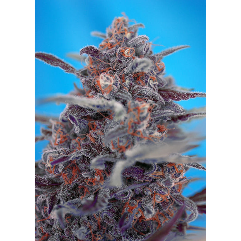 Devil Cream - Autofloraison - Sweet Seeds
