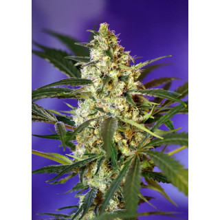 Fast Bud 2 - Autofloraison - Sweet Seeds